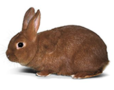 Кролики породы Рекс 