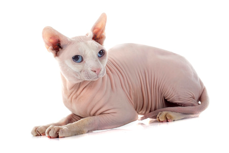 Донской сфинкс