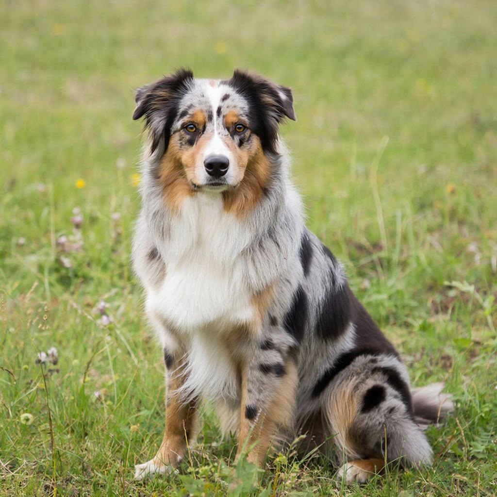 Австралийская овчарка (ауcси)