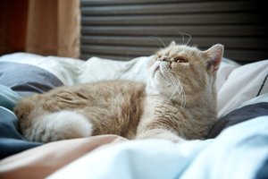 Экзотическая короткошёрстная