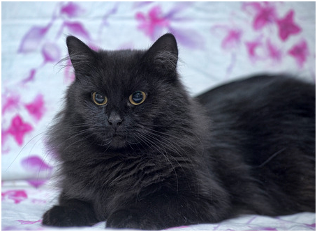 Йоркская шоколадная кошка