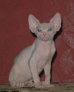 Канадский сфинкс