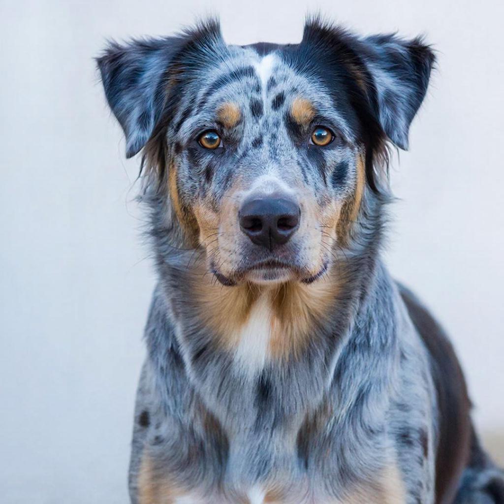 Австралийская пастушья собака