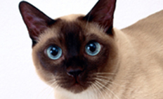 Сиамская кошка